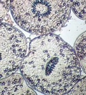 Jundishapur J Nat Pharm Prod