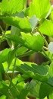 Effect of <i>Levisticum officinale</i> Hydroalcoholic Extract on DU-145 and PC-3 Prostate Cancer Cell Lines