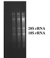 Jentashapir J Cell Mol Biol