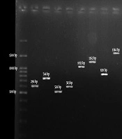 Jundishapur Journal of Microbiology