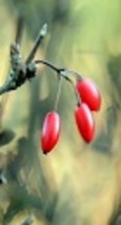 https://pxhere.com/en/photo/996829