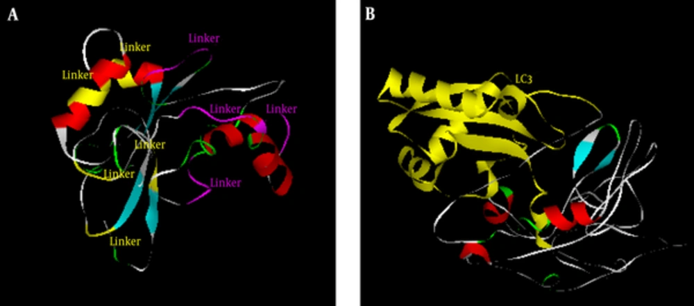 Tertiary Structure of Primary and Final Constructs. A, Primary Construct, AAY and GPGPG Linkers Respectively Showed in Yellow and Purple Colors; B, Final Construct, LC3 Showed in Yellow Color that Fused to Primary Construct Tertiary Structure of Primary and Final Constructs. A, Primary Construct, AAY and GPGPG Linkers Respectively Showed in Yellow and Purple Colors; B, Final Construct, LC3 Showed in Yellow Color that Fused to Primary Construct