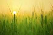 Evaluation of Cadmium Concentration in Wheat Crop Affected by Cropping System