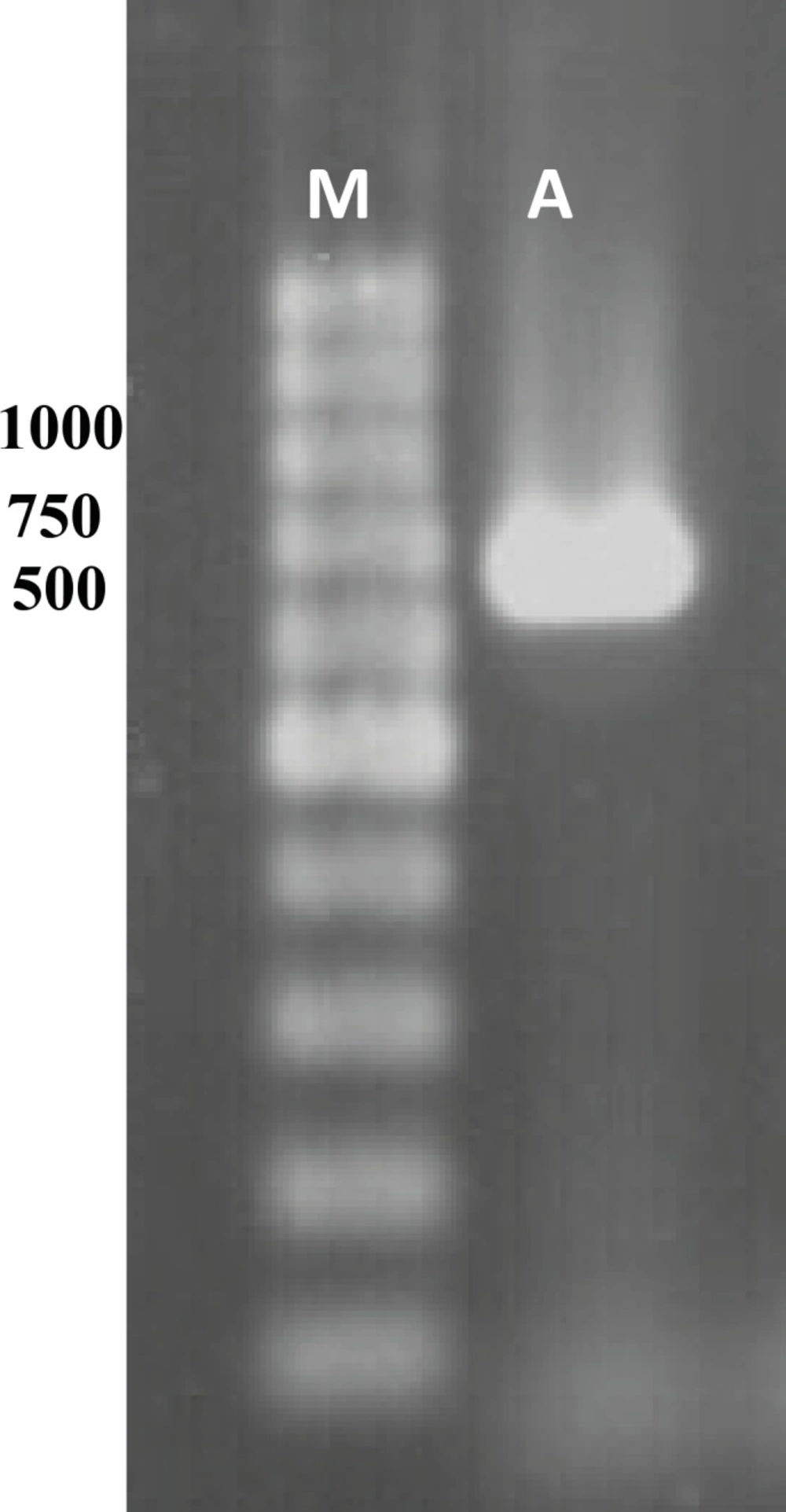 Gel analysis of PCR product. Lane M and A contain 1 Kb DNA ladder and PCR product, respectively.