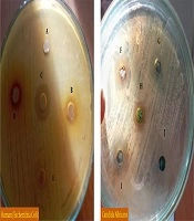 Gene Cell Tissue