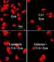 Jundishapur J Nat Pharm Prod