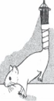 Hindlimb, Scielo