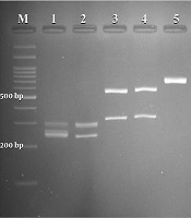 Jundishapur J Microbiol