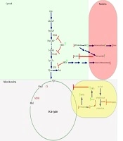 Jentashapir Journal of Cellular and Molecular Biology