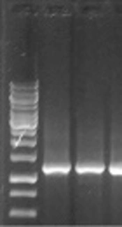 Phenotypic Detection of Efflux Mechanism in Panaminoglycoside Resistant <i>Acinetobacter baumannii</i> from Egyptian Clinical Isolates