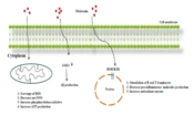Jentashapir J Cell Mol Biol