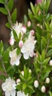 Myrtus communis, Deelish Garden Centre