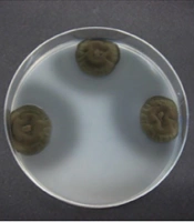 J Microbiota