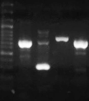 Jundishapur Journal of Microbiology