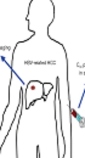 Arginase - 1 - Based Diagnosis as Indicator of the Risk of HBV - Related HCC