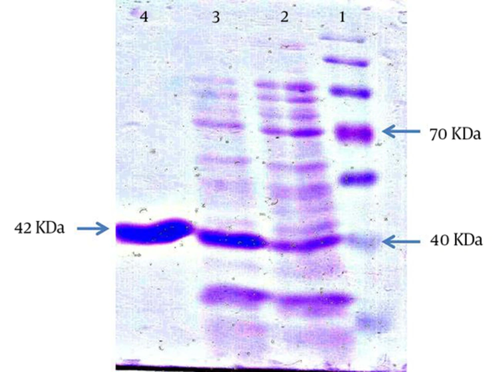 SDS PAGE Analysis: Line 1, Protein Marker (Fermentas); Lines 2 and 3, Expression of <i>UreB</i> Recombinant Protein at 2 and 4 Hours, Respectively; and Line 4, Purification of <i>UreB</i> Recombinant Protein SDS PAGE Analysis: Line 1, Protein Marker (Fermentas); Lines 2 and 3, Expression of <i>UreB</i> Recombinant Protein at 2 and 4 Hours, Respectively; and Line 4, Purification of <i>UreB</i> Recombinant Protein