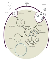 Jentashapir J Cell Mol Biol