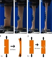 Journal of Skin and Stem Cell