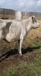 https://www.canadiancattlemen.ca/2015/05/27/ability-to-transmit-disease-is-not-uniform/