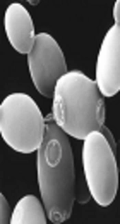 Comparing the Effects of <i>Saccharomyces boulardii</i> and <i>Selenium</i>-Enriched <i>S. boulardii</i> on Hematological Parameters and Total Antioxidant Capacity in Aluminum Induced Toxicity in Rats