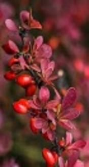 Antioxidant and Antimicrobial Activities of Aqueous and Ethanolic Extracts of Barberry and <i>Zataria multiflora</i> Boiss Essential Oil Against Some Food-Borne Bacteria