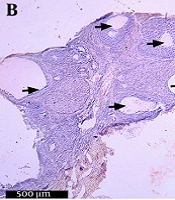 Jundishapur J Nat Pharm Prod