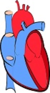 Clinical Hemodynamic and Echocardiography Data Analysis for Patients with Mitral Stenosis Before and After PTMC Procedure at Rajaie Cardiovascular Center Between 2015 and 2016