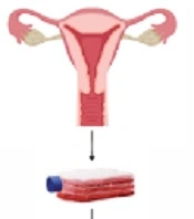 Jentashapir J Cell Mol Biol