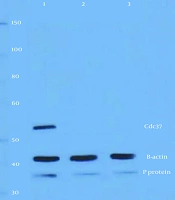 Jundishapur J Microbiol