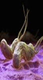 What’s New in Treatment of <i>Helicobacter pylori</i>?