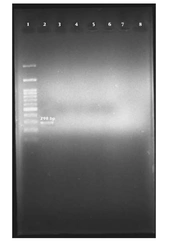 Gene Cell Tissue