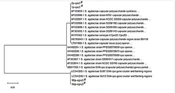 Jundishapur J Microbiol