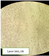 Gene Cell Tissue