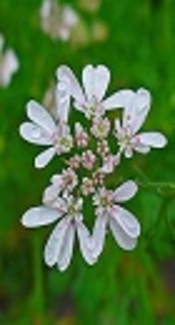 The Protective Effects of Hydro-Alcoholic Extract of <i>Coriandrum sativum</i> in Rats with Experimental Iron-Overload Condition