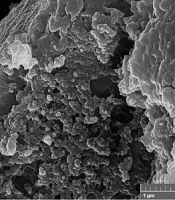 Jundishapur J Nat Pharm Prod