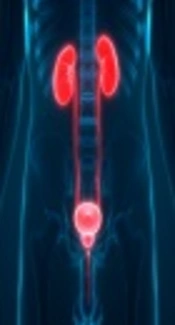 Vesicoureteral Reflux Nephropathy, Medical News Today