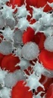 https://www.google.com/url?sa=i&rct=j&q=&esrc=s&source=imgres&cd=&cad=rja&uact=8&ved=2ahUKEwiE6efmtaPdAhWIaVAKHQjPAoIQjB16BAgBEAQ&url=http%3A%2F%2Fsuperatuenfermedad.com%2Fc-sangre%2Fcomo-aumentar-las-plaquetas%2F&psig=AOvVaw2fL-48zq7McFbc3j2Vf7HY&ust=1536221663213551