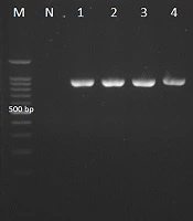 Jundishapur Journal of Microbiology