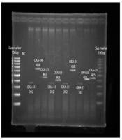 Jundishapur J Microbiol