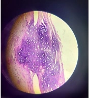 J Skin Stem Cell