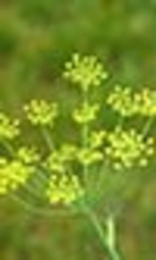 Evaluation of the Effects of Foeniculum vulgare Essence on Behavioral-Motor Disorders of Parkinson’s Disease induced by Reserpine in Ovariectomized and Non Ovariectomized Rats