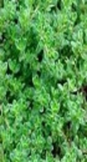 Evaluate the Anti-Fungal Effects of <i>Zataria multiflora</i> Extract on <i>Candida albicans</i> Isolated from Patients in Zabol