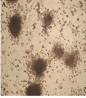  Jentashapir J Cell Mol Biol