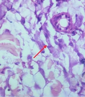 J Skin Stem Cell