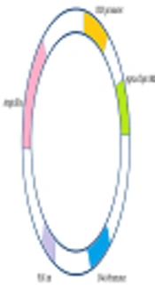 Evaluation of Immune Responses to a DNA Vaccine Encoding Ag85a-Cfp10 Antigen of <i>Mycobacterium tuberculosis</i> in an Animal Model