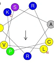 Iran J Pharm Res