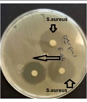 Jentashapir J Cell Mol Biol