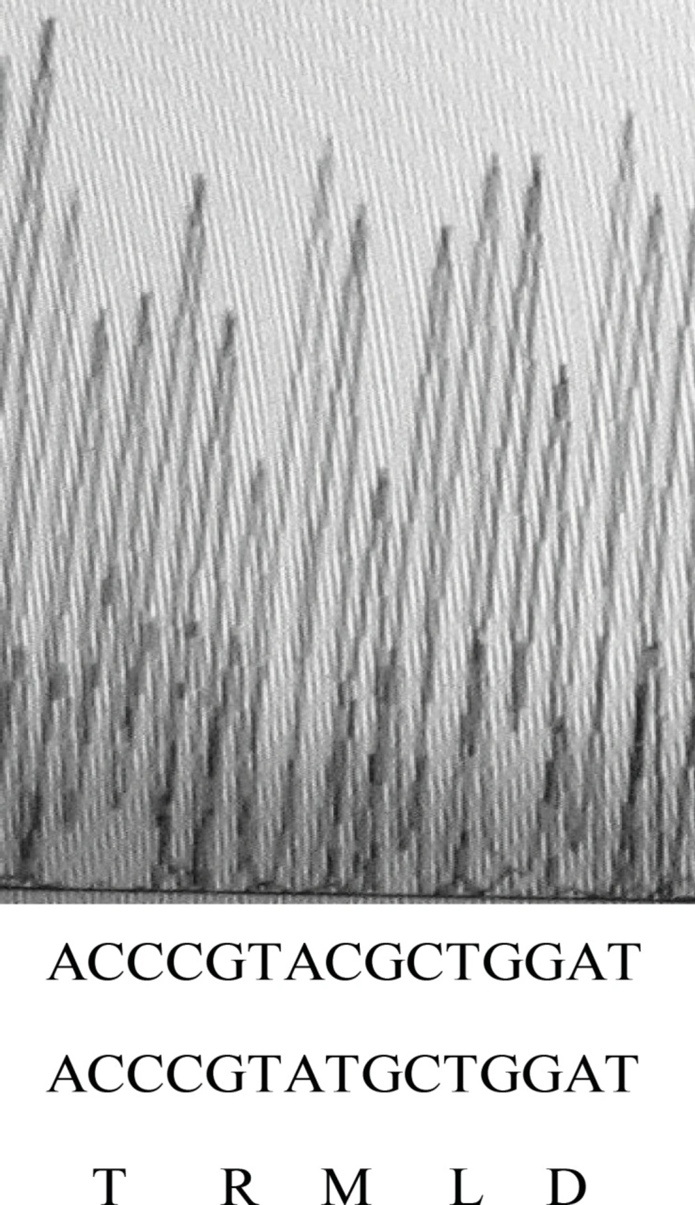 Sequence output from PCR product of <i>gyrA</i> mutant using forward and reverse primers. On the bottom of graph, the first and second rows of nucleotide sequences belong to mutant and wild type strain, respectively. The third line shows the amino acid sequence of that region in wild type strain.