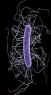 www.niaid.nih.gov