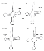 Iran J Pediatr